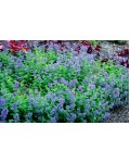 Nepeta Laguna Blue у квітнику